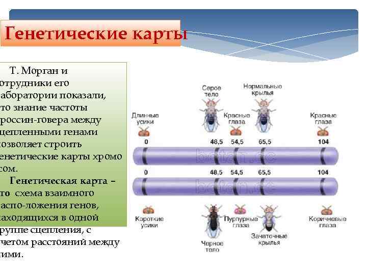 Генетическая карта показывает