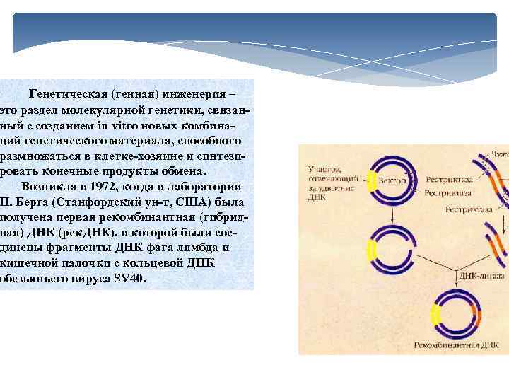  Генетическая (генная) инженерия – это раздел молекулярной генетики, связан ный с созданием in