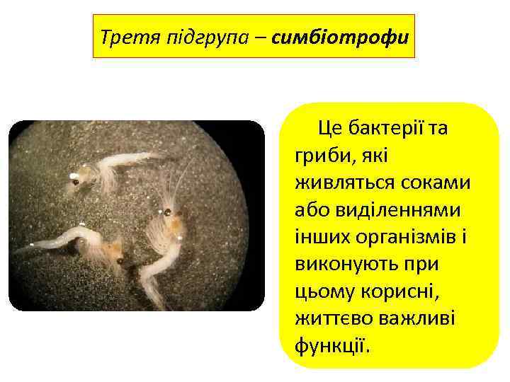 Третя підгрупа – симбіотрофи Це бактерії та гриби, які живляться соками або виділеннями інших