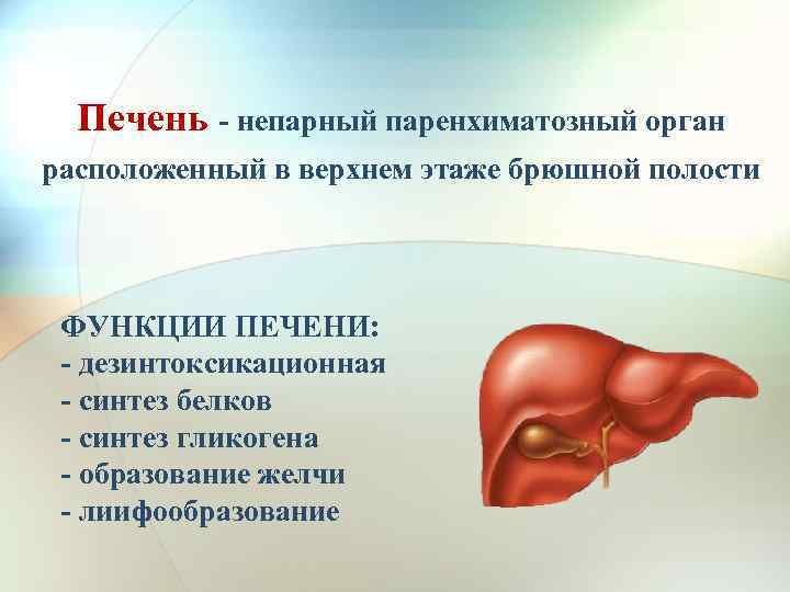 Печень - непарный паренхиматозный орган расположенный в верхнем этаже брюшной полости ФУНКЦИИ ПЕЧЕНИ: -