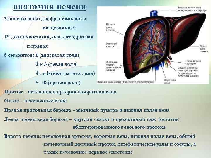 анатомия печени 2 поверхности: диафрагмальная и висцеральная IV доли: хвостатая, лева, квадратная и правая