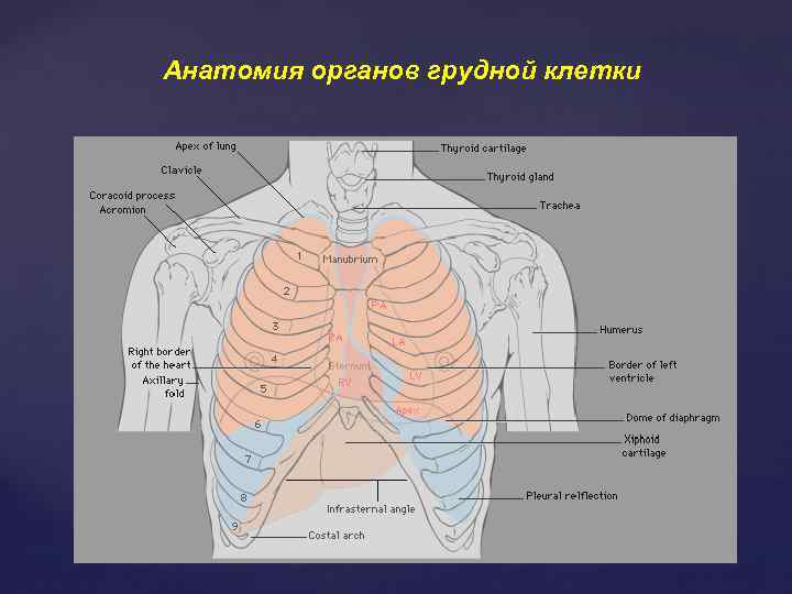 Анатомия органов грудной клетки 