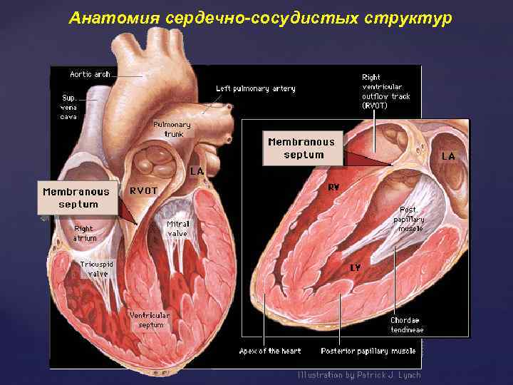 Анатомия сердечно-сосудистых структур 