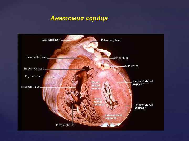 Анатомия сердца 