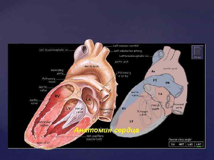 Анатомия сердца 