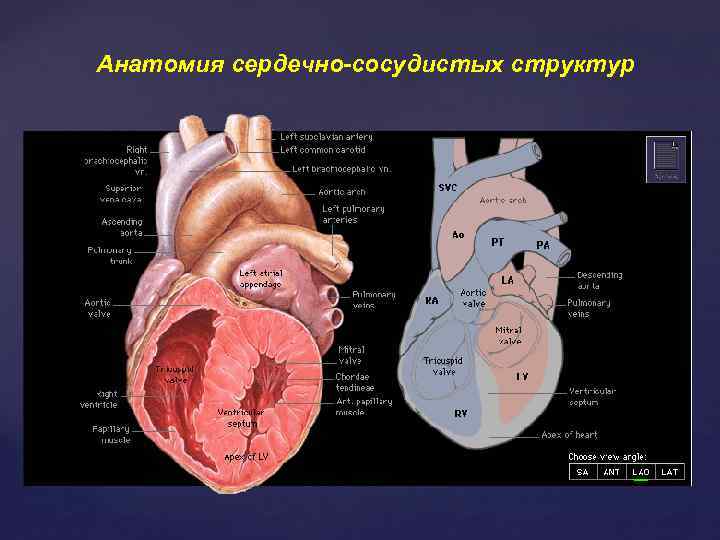 Анатомия сердечно-сосудистых структур 