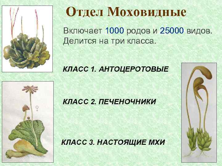 Отдел моховидные общая характеристика и значение 6 класс пономарева презентация