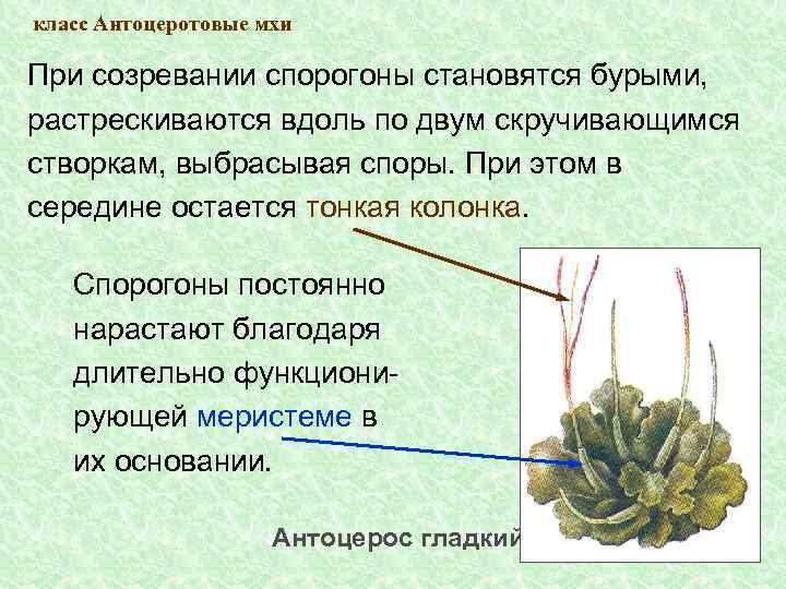 класс Антоцеротовые мхи При созревании спорогоны становятся бурыми, растрескиваются вдоль по двум скручивающимся створкам,