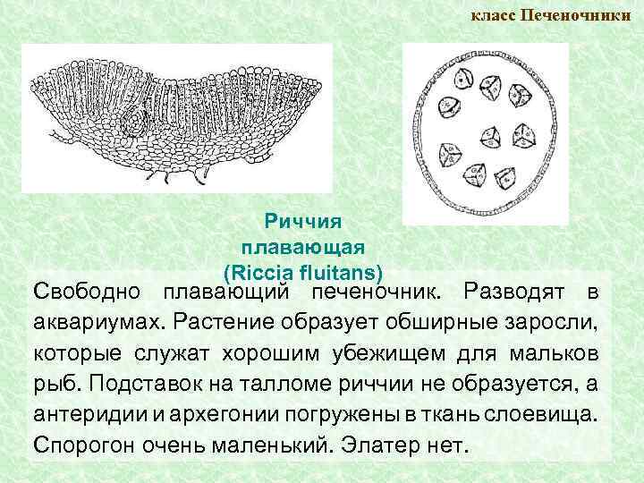 класс Печеночники Риччия плавающая (Riccia fluitans) Свободно плавающий печеночник. Разводят в аквариумах. Растение образует