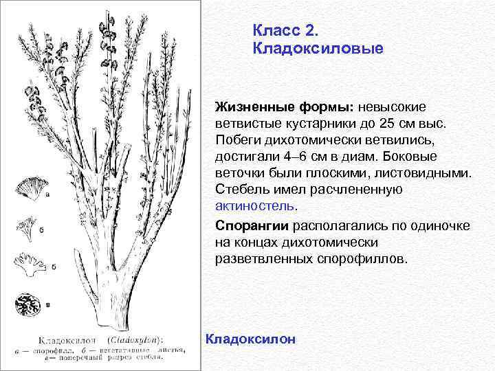 Класс 2. Кладоксиловые Жизненные формы: невысокие ветвистые кустарники до 25 см выс. Побеги дихотомически