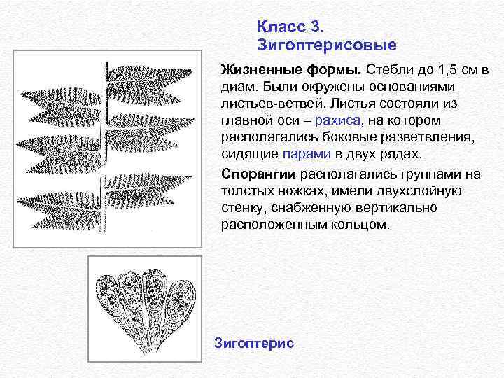 Класс 3. Зигоптерисовые Жизненные формы. Стебли до 1, 5 см в диам. Были окружены