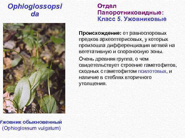 Ophioglossopsi da Ужовник обыкновенный (Ophioglossum vulgatum) Отдел Папоротниковидные: Класс 5. Ужовниковые Происхождение: от равноспоровых
