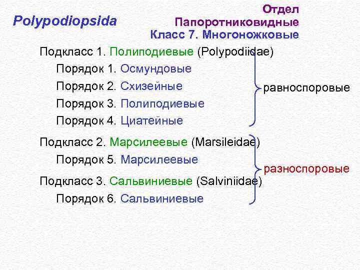 Отдел Polypodiopsida Папоротниковидные Класс 7. Многоножковые Подкласс 1. Полиподиевые (Polypodiidae) Порядок 1. Осмундовые Порядок