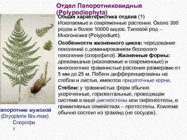 Папоротник мужской (Dryopteris filix-mas) Спорофи т Отдел Папоротниковидные (Polypodiophyta) Общая характеристика отдела (1) Ископаемые
