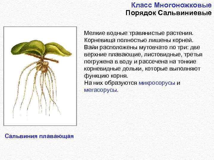 Класс Многоножковые Порядок Сальвиниевые Мелкие водные травянистые растения. Корневища полностью лишены корней. Вайи расположены