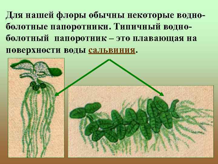 Для нашей флоры обычны некоторые водноболотные папоротники. Типичный водноболотный папоротник – это плавающая на