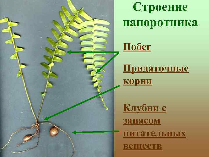 Строение папоротника Побег Придаточные корни Клубни с запасом питательных веществ 