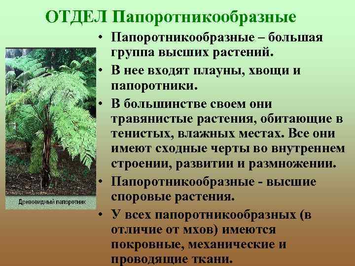 ОТДЕЛ Папоротникообразные • Папоротникообразные – большая группа высших растений. • В нее входят плауны,