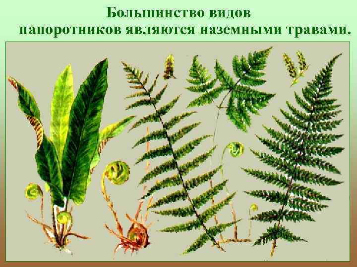 Большинство видов папоротников являются наземными травами. 