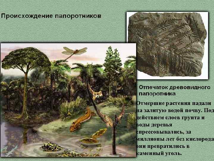 Отмершие растения падали на залитую водой почву. Под действием слоев грунта и воды деревья