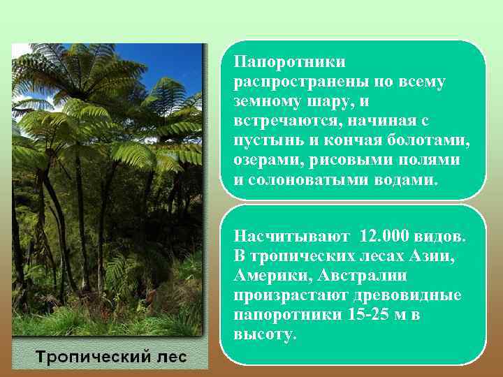 Папоротники распространены по всему земному шару, и встречаются, начиная с пустынь и кончая болотами,