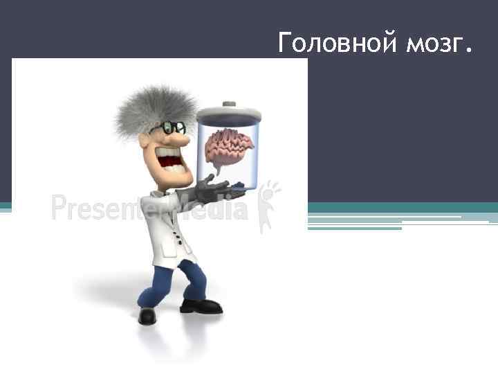 Головной мозг. 