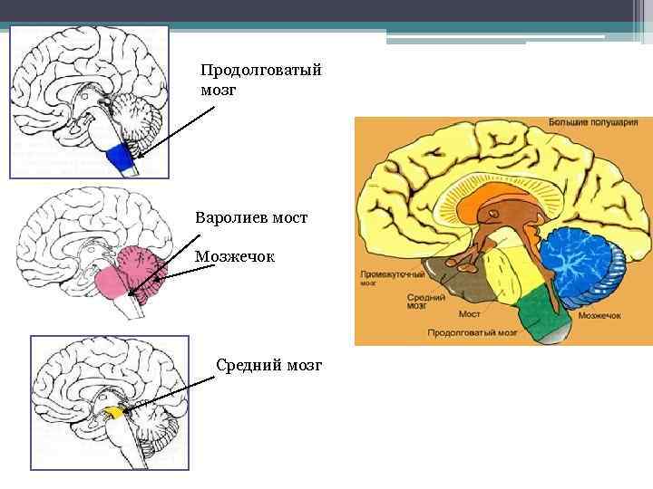Продолговатый мозг Варолиев мост Мозжечок Средний мозг 