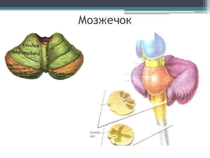 Мозжечок 