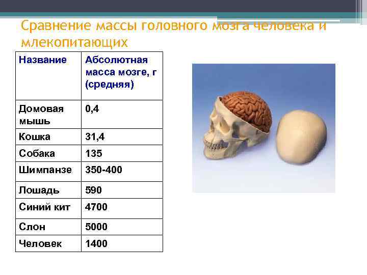 Сравнение массы головного мозга человека и млекопитающих Название Абсолютная масса мозге, г (средняя) Домовая