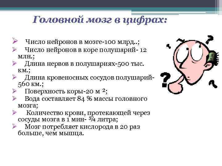 Головной мозг в цифрах: Ø Число нейронов в мозге-100 млрд. . ; Ø Число