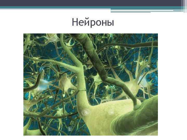 Нейроны 