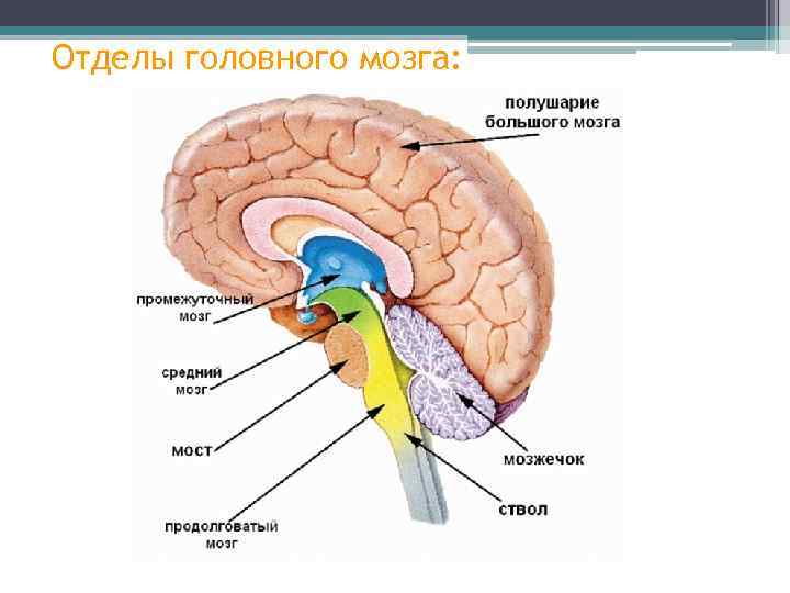Отделы головного мозга: 
