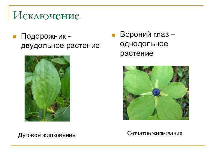 Исключение n Подорожник двудольное растение Дуговое жилкование n Вороний глаз – однодольное растение Сетчатое