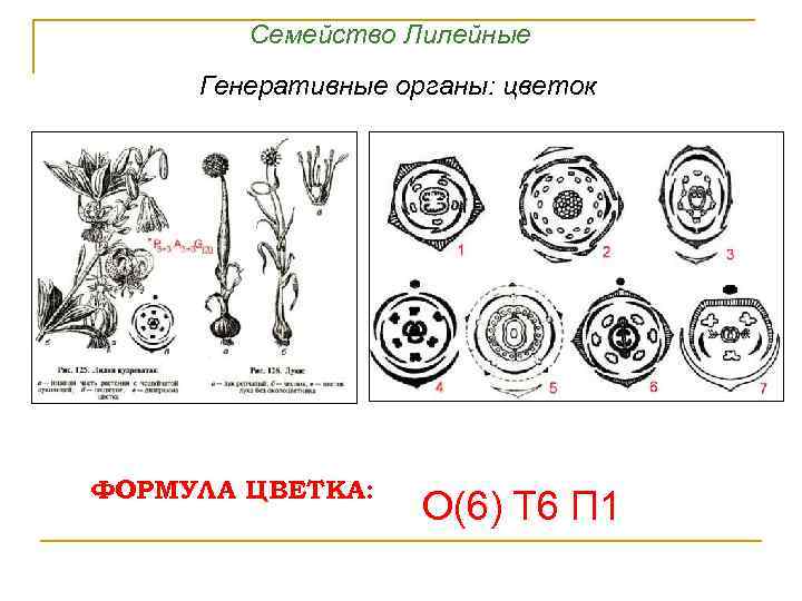 Семейство Лилейные Генеративные органы: цветок ФОРМУЛА ЦВЕТКА: О(6) Т 6 П 1 