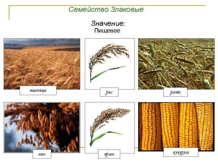 Семейство Злаковые Значение: Пищевое пшеница овес рис просо рожь кукуруза 