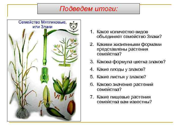 Подведем итоги: 1. Какое количество видов объединяет семейство Злаки? 2. Какими жизненными формами представлены