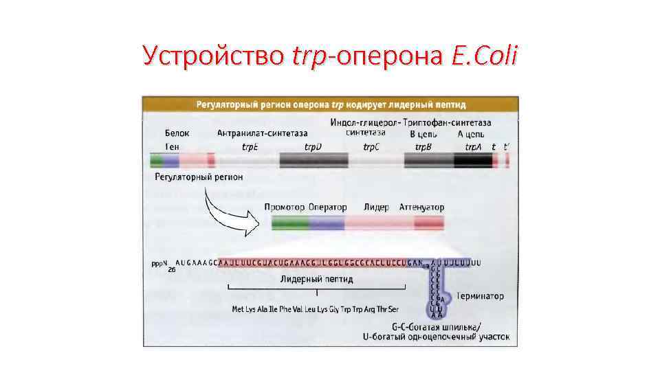 Устройство trp-оперона E. Coli 