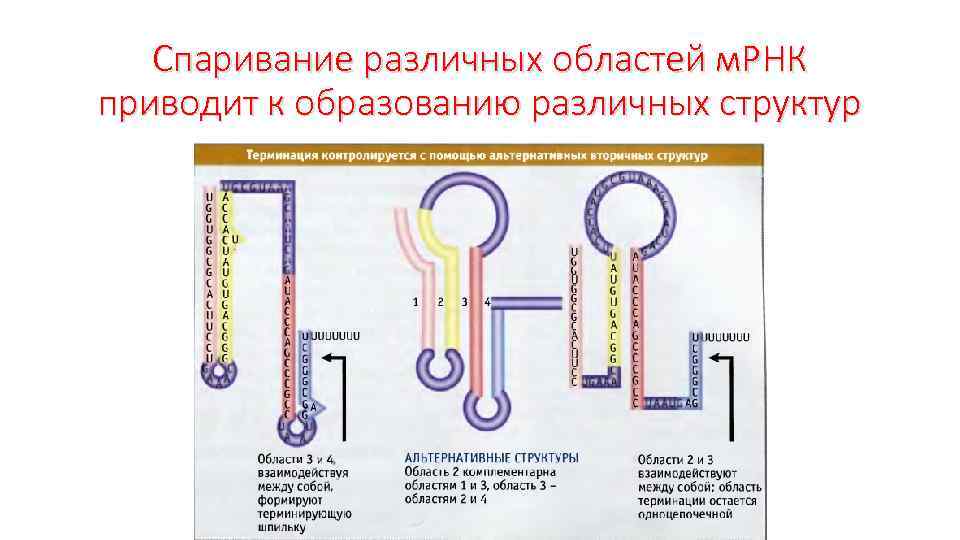 Спаривание различных областей м. РНК приводит к образованию различных структур 