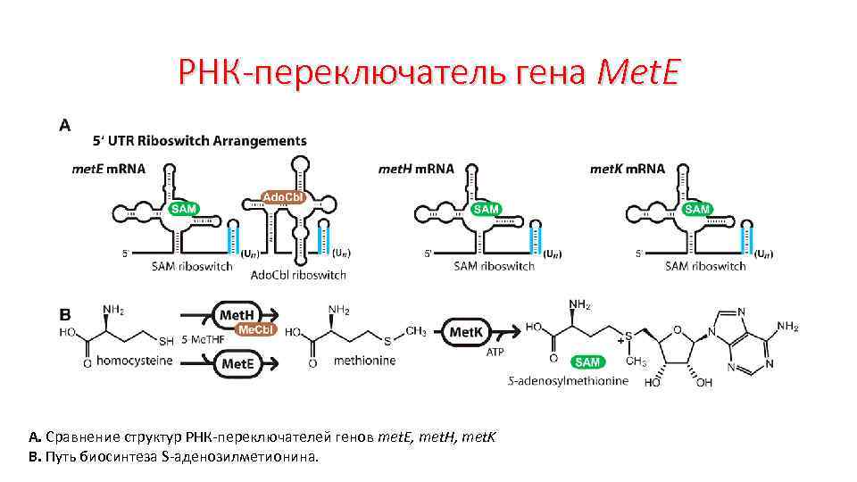 РНК-переключатель гена Met. E А. Сравнение структур РНК-переключателей генов met. E, met. H, met.