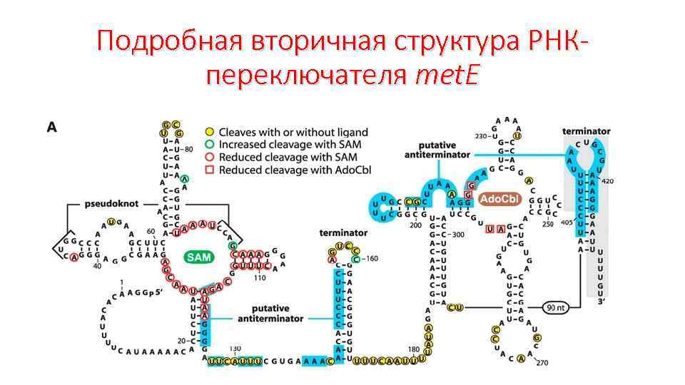 Подробная вторичная структура РНКпереключателя met. E 