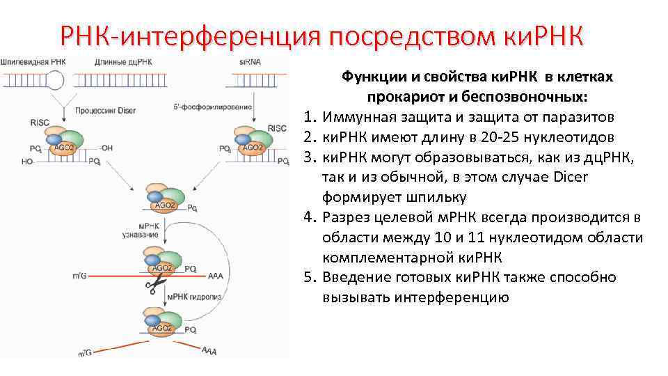 Система рнк. РНК интерференция схема. РНК интерференция механизм. Метод РНК интерференции. Малые интерферирующие РНК схема.