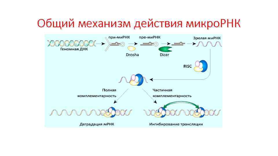 Микро действия. МИКРОРНК И МИРНК. Механизм действия МИКРОРНК. МИКРОРНК функции. Синтез и механизм регуляторного действия МИКРОРНК..