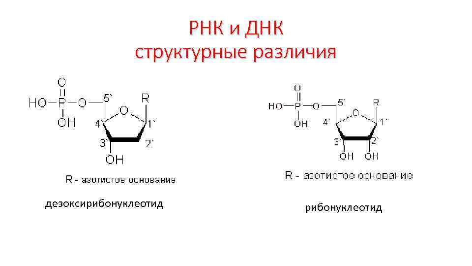 Нуклеоиды рнк. Дезоксирибонуклеотид и рибонуклеотид. Строение дезоксирибонуклеотида схема. Формула нуклеотида РНК. Строение нуклеотида РНК.