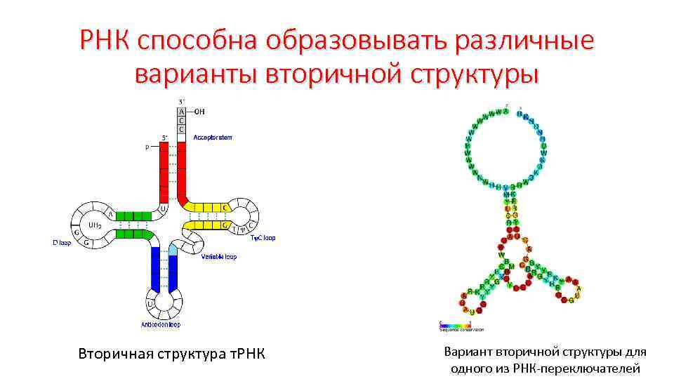 РНК способна образовывать различные варианты вторичной структуры Вторичная структура т. РНК Вариант вторичной структуры