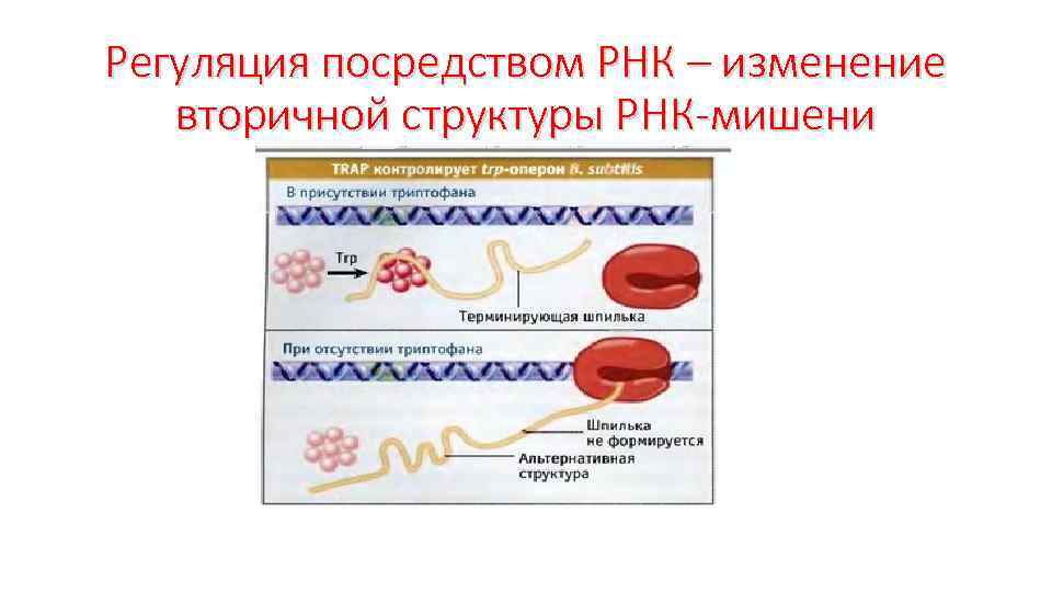 Регуляция посредством РНК – изменение вторичной структуры РНК-мишени 