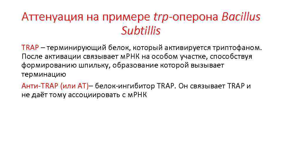 Аттенуация на примере trp-оперона Bacillus Subtillis TRAP – терминирующий белок, который активируется триптофаном. После