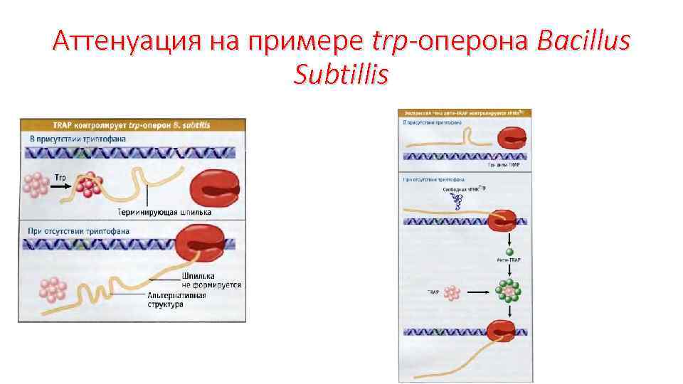 Аттенуация на примере trp-оперона Bacillus Subtillis 