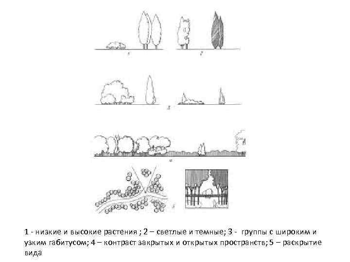 1 - низкие и высокие растения ; 2 – светлые и темные; 3 -