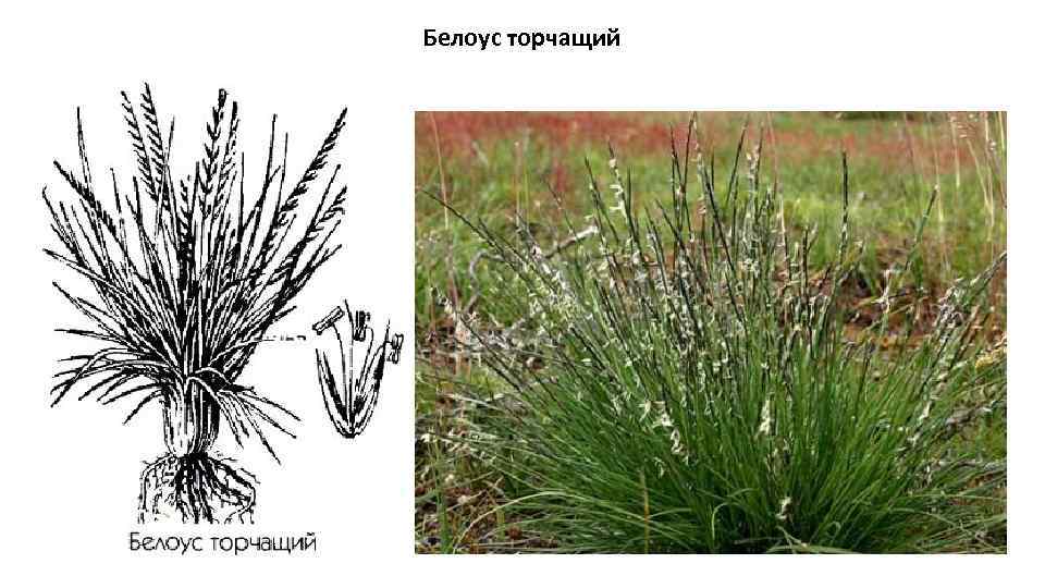 Белоус растение фото