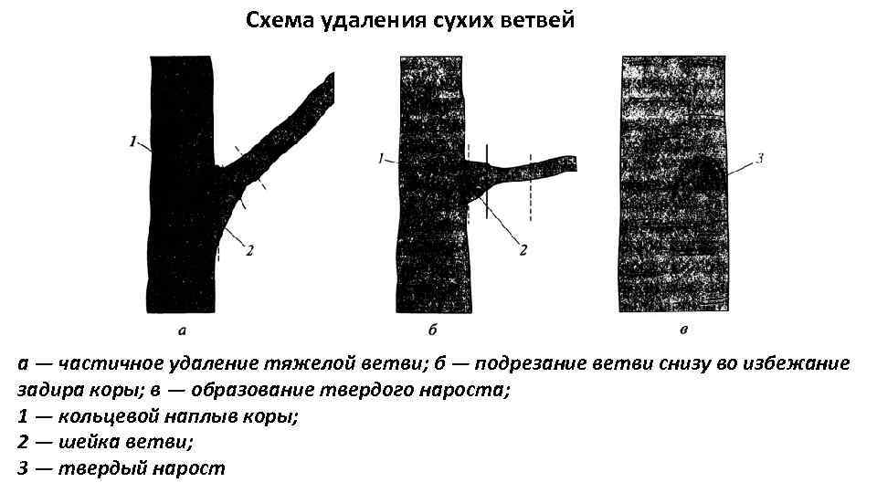 Ветер сбивая сухие ветки знаки препинания схема